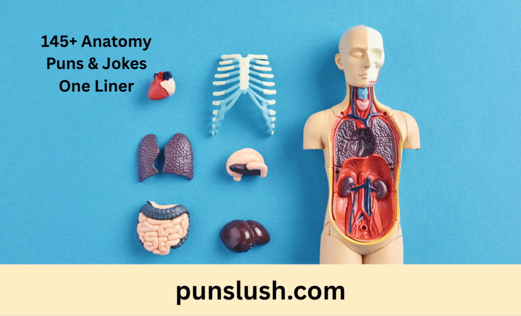 145+ Anatomy Puns & Jokes One Liner